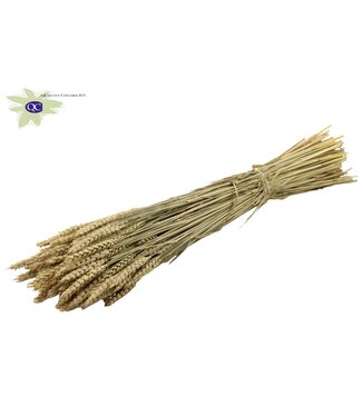 QC Dried wheat | Triticum dry flowers | Length 60 centimetres | Natural | Per 6 bunches