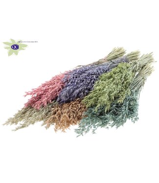 QC Avoine séchée mate couleurs mélangées | Avena fleurs séchées | Longueur 60 centimètres | Par 25 bouquets