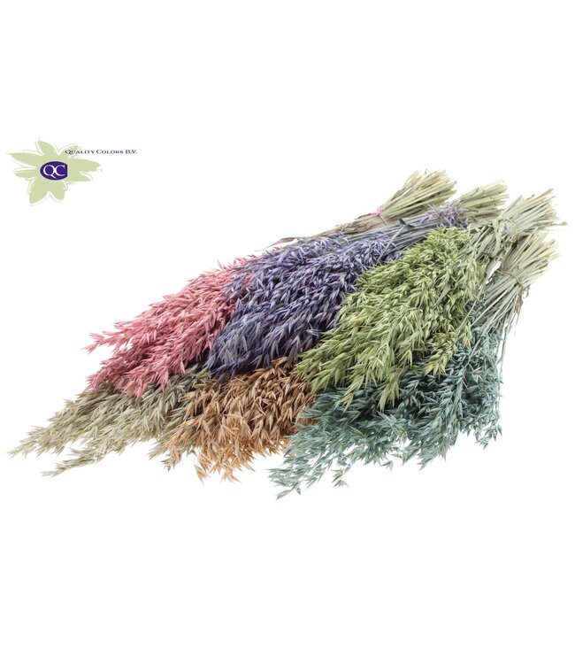 Avoine séchée mat couleurs mélangées | Avena fleurs séchées | Longueur 60 centimètres | Commande par 25 bottes