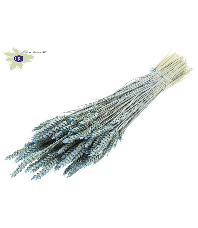 Dried wheat | Triticum dried flowers | Length 60 centimetres | Pearl light blue | Order per 6 bunches