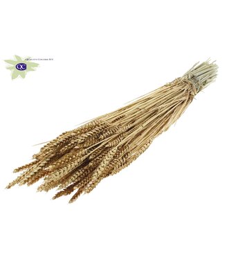 QC Dried wheat | Triticum dried flowers | Length 60 centimetres | Antique gold with glitter | Per 6 bunches