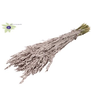 QC Champagne-coloured dried oats | Avena dried flowers | Length 60 centimetres | Per 25 bunches