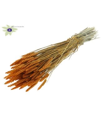 QC Dried wheat | Triticum dry flowers | Length 60 centimetres | Apricot-coloured | Per 6 bunches