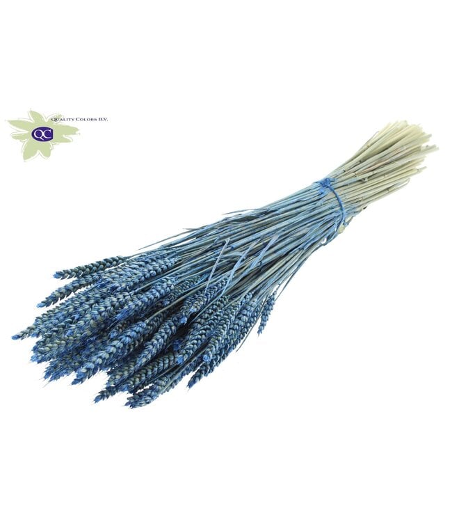 Dried wheat | Triticum dried flowers | Length 60 centimetres | Pearl blue | Order per 6 bunches