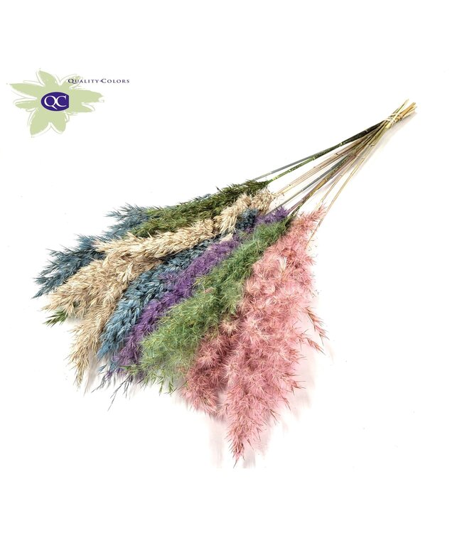 Pampas grass plumes various colours I | 10 plumes per bunch | Length 60 centimetres | Order per 6 bunches