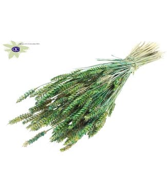 QC Gedroogde tarwe | Triticum droogbloemen | Lengte 60 centimeter | Groen gemengde kleuren | Per 6 bossen