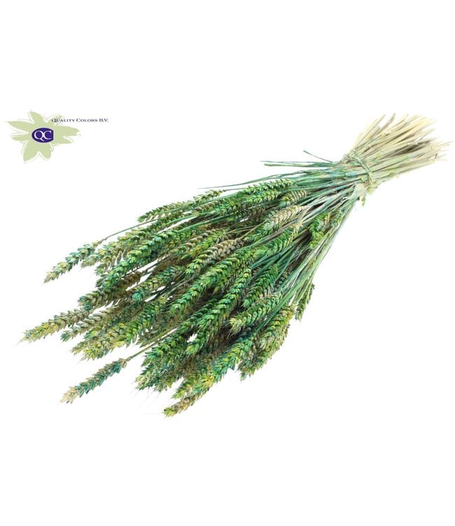 Dried wheat | Triticum dry flowers | Length 60 centimetres | Green mixed colours | Order per 6 bunches