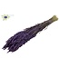 Paarse gedroogde haver | Avena droogbloemen | Lengte 60 centimeter | Per 25 bossen te bestellen