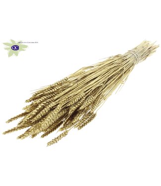 QC Dried wheat | Triticum dried flowers | Length 60 centimetres | Gold-coloured with glitter | Per 6 bunches