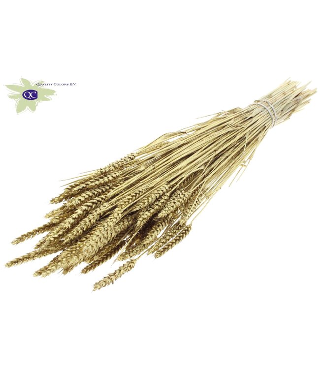 Dried wheat | Triticum dried flowers | Length 60 centimetres | Gold with glitter | Order per 6 bunches