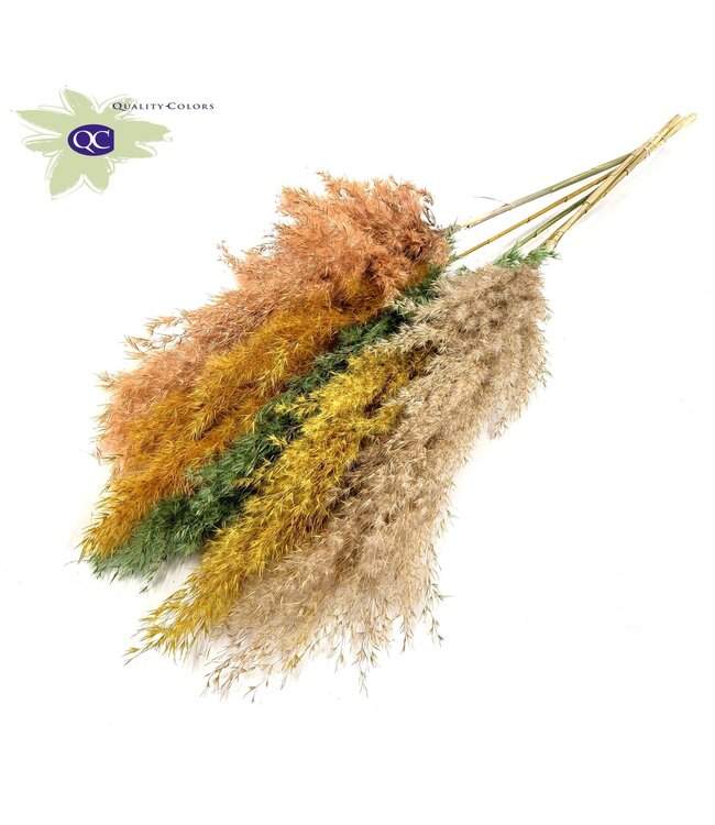 Easter mix Pampas grass plumes various colours | 5 plumes per bunch | Length 100 centimetres | Order per 10 bunches