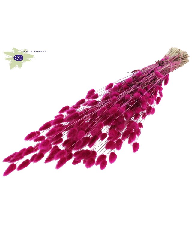 Lagurus dried flower lilac | Length 60 centimetres | Order per 25 bunches