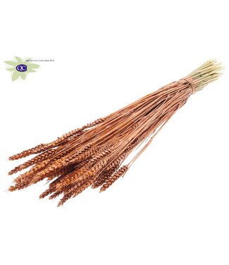 QC Dried wheat | Triticum dried flowers | Length 60 centimetres | Copper-coloured with glitter | Per 20 bunches