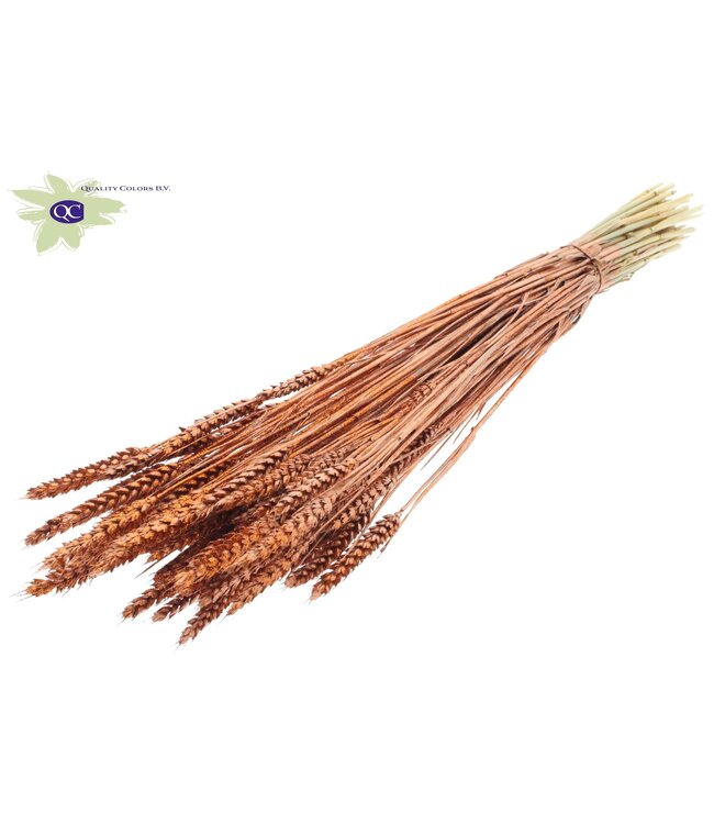 Dried wheat | Triticum dried flowers | Length 60 centimetres | Copper-coloured with glitter | Order per 20 bunches