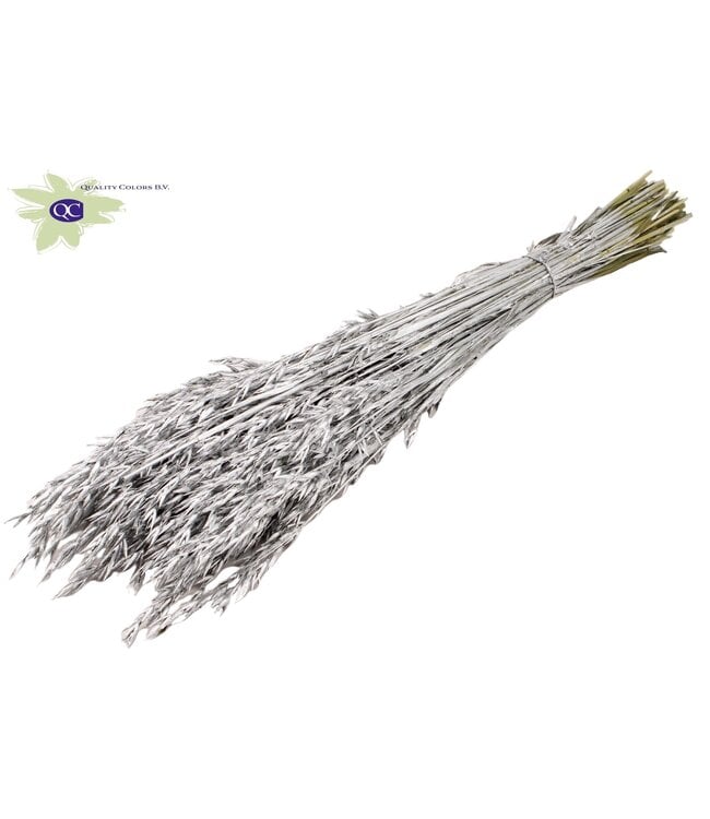 Silver dried oats | Avena dried flowers | Length 60 centimetres | Order per 6 bunches