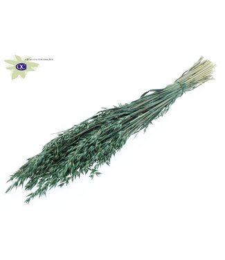 QC Parelgroene gedroogde haver | Avena droogbloemen | Lengte 60 centimeter | Per 6 bossen