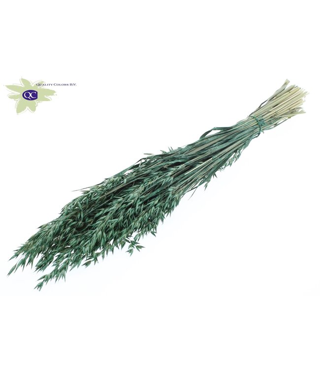 Pearl green dried oats | Avena dry flowers | Length 60 centimetres | Order per 6 bunches