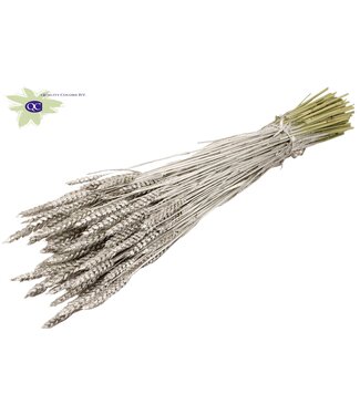 QC Gedroogde tarwe | Triticum droogbloemen | Lengte 60 centimeter | Platinakleurig | Per 6 bossen