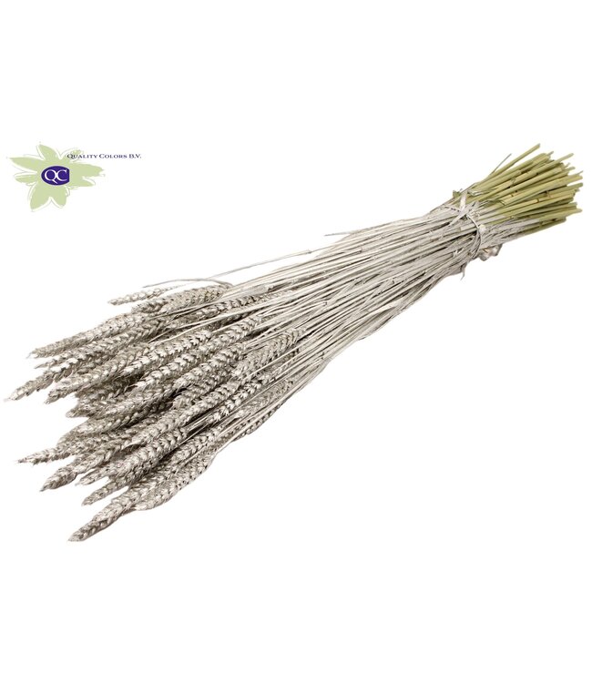 Dried wheat | Triticum dried flowers | Length 60 centimetres | Platinum-coloured | Order per 6 bunches