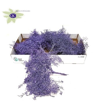 QC Reserved Coral Fern | 10 stems per bunch | Metallic purple | Per 10 bunches