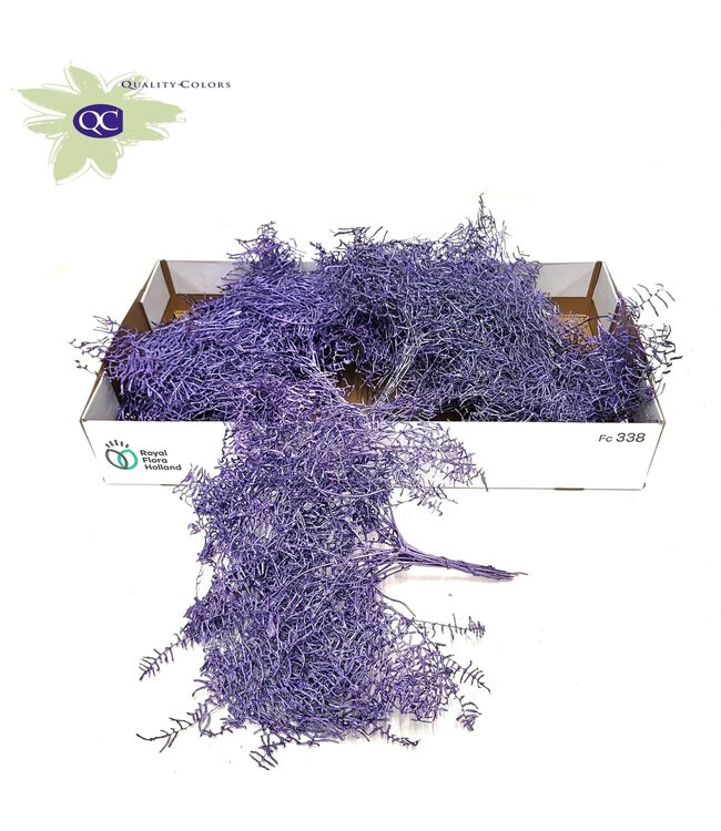 Reserved Coral Fern | 10 stems per bunch | Metallic purple | Order per 10 bunches