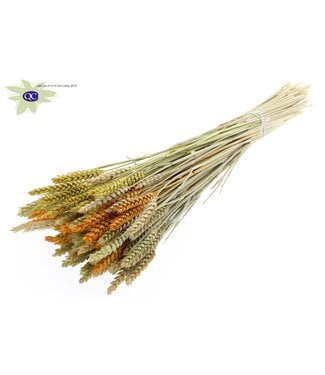 QC Getrockneter Weizen | Triticum Trockenblumen Ostern | Länge 60 Zentimeter | Gemischte Farben | Pro 6 Sträuße