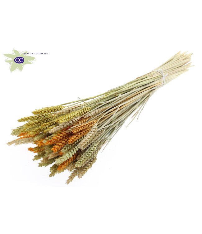 Gedroogde tarwe | Triticum droogbloemen Pasen | Lengte 60 centimeter | Gemengde kleuren | Per 6 bossen te bestellen