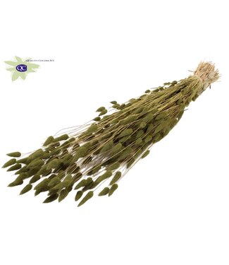 QC Lagurus dried flower olive | Length 60 centimetres | Per 6 bunches