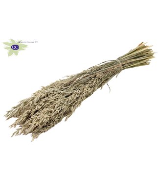 QC Mat d'avoine blanche séchée | Avena fleurs séchées | Longueur 60 centimètres | Par 6 bottes