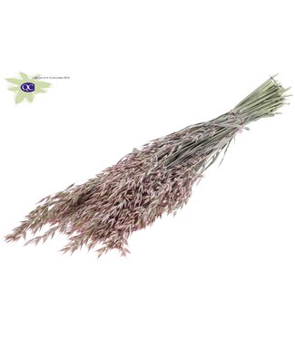 QC Gedroogde haver parel roze | Avena droogbloemen | Lengte 60 centimeter | Per 6 bossen