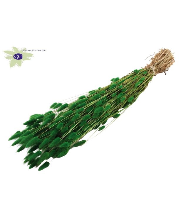 Lagurus dried flower apple green | Length 60 centimetres | Order per 6 bunches