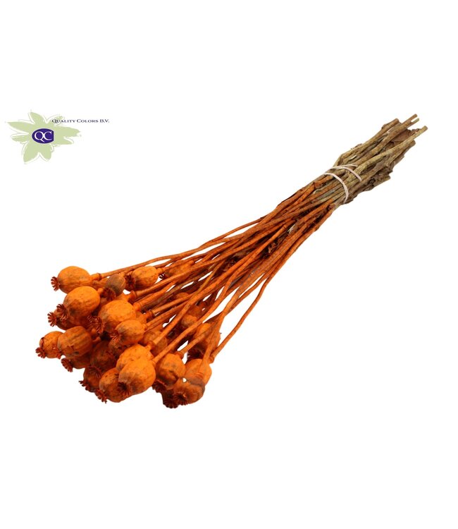 Dried Poppy Somniferum orange | Order per 6 bunches