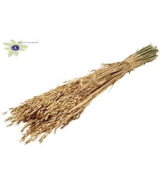 QC Gedroogde haver antiek goudkleurig | Avena droogbloemen | Lengte 60 centimeter | Per 25 bossen