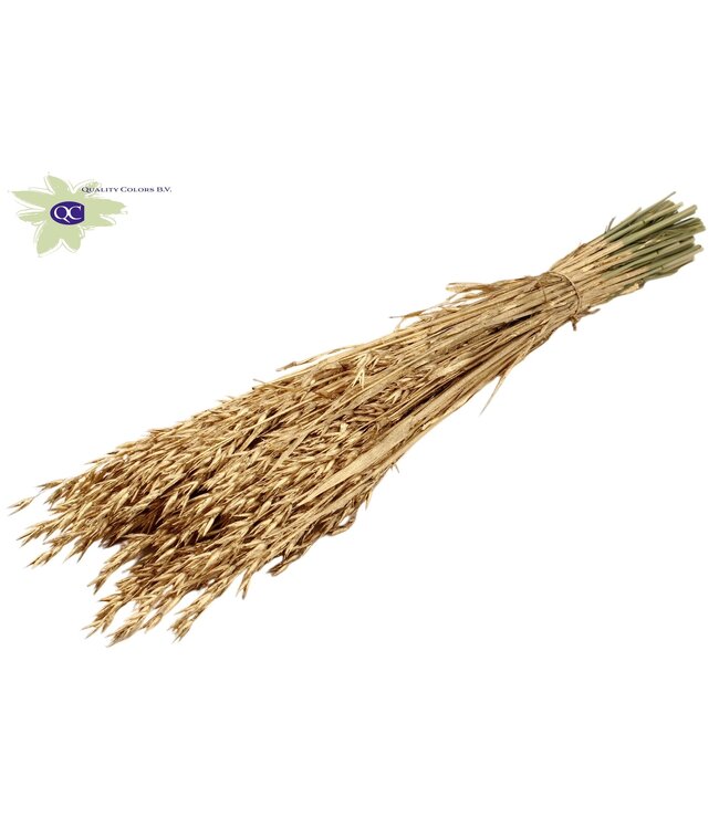 Dried oats antique gold | Avena dried flowers | Length 60 centimetres | Order per 25 bunches