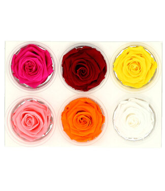 4A Reserved roses mixed colours | Diameter 6 centimetres | Per 6 pieces