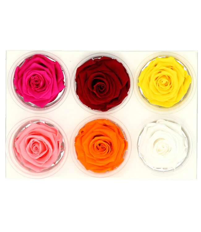 Reserved roses mixed colours | Diameter 6 centimetres | Order per 6 pieces