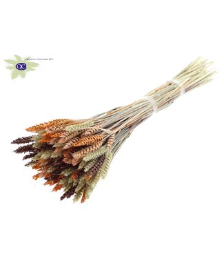 QC Gedroogde tarwe | Triticum droogbloemen | Lengte 60 centimeter | Gemengde kleuren III | Per 6 bossen