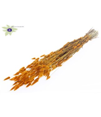 QC Lagurus dried flower apricot-coloured | Length 60 centimetres | Per 6 bunches