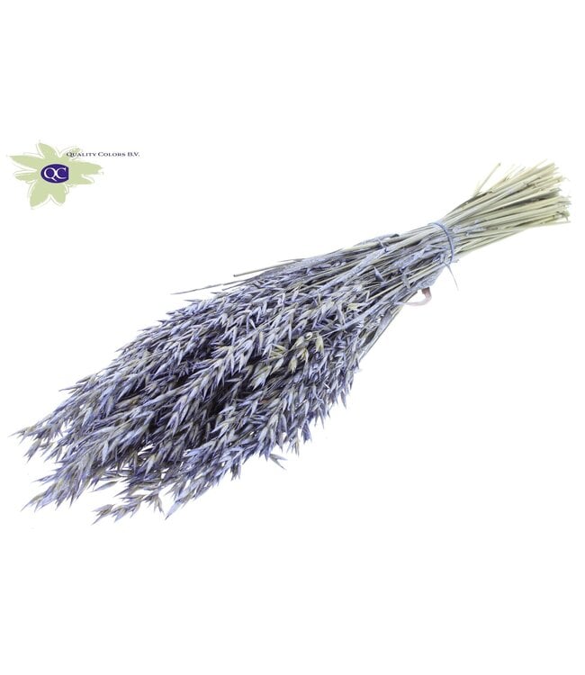 Dried oat pearl milkweed | Avena dried flowers | Length 60 centimetres | Order per 6 bunches