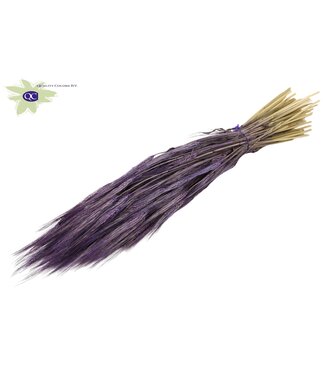 QC Purple dried barley | Hordeum dried flowers | Length 60 centimetres | Per 6 bunches