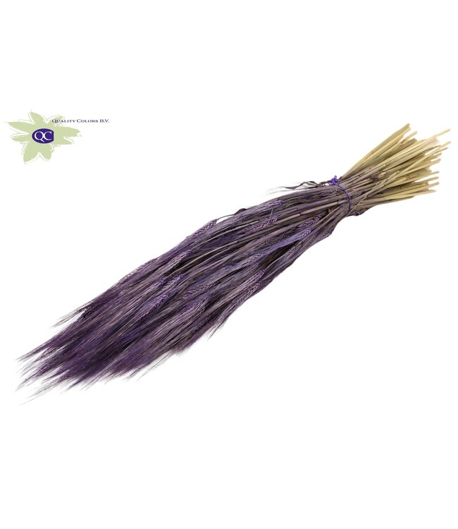 Purple dried barley | Hordeum dried flowers | Length 60 centimetres | Order per 6 bunches