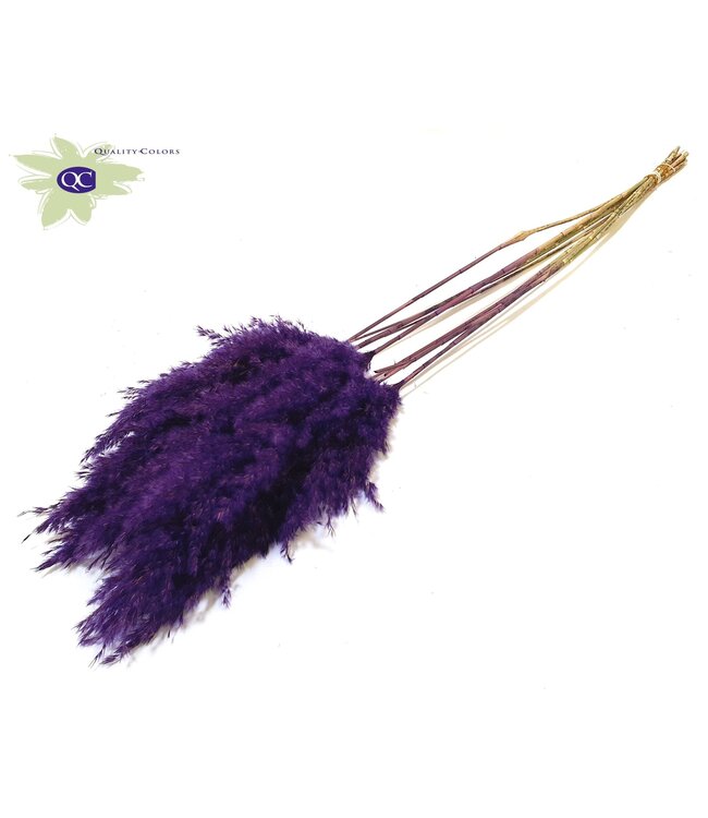 Purple Pampas grass panicles | 10 panicles per bunch | Length 70 centimetres | Order per 6 bunches