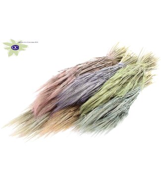 QC Dried barley mixed colours matt | Hordeum dried flowers | Length 60 centimetres | Per 25 bunches