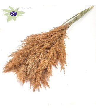 QC Matt salmon-coloured Pampas grass panicles | Length 100 centimetres | 10 bunches x 5 panicles