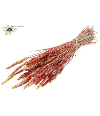 QC Gedroogde tarwe | Triticum droogbloemen | Lengte 60 centimeter | Rood gemengde kleuren | Per 6 bossen