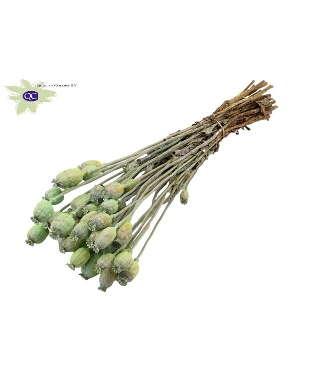 Dried Poppy Somniferum matt mint green | Order per 6 bunches