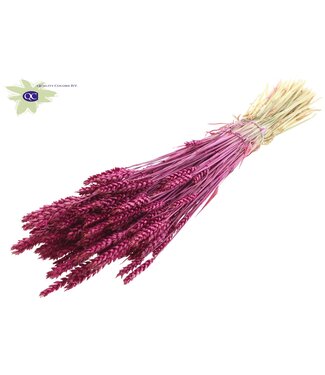 QC Gedroogde tarwe | Triticum droogbloemen | Lengte 60 centimeter | Lilakleurig | Per 6 bossen