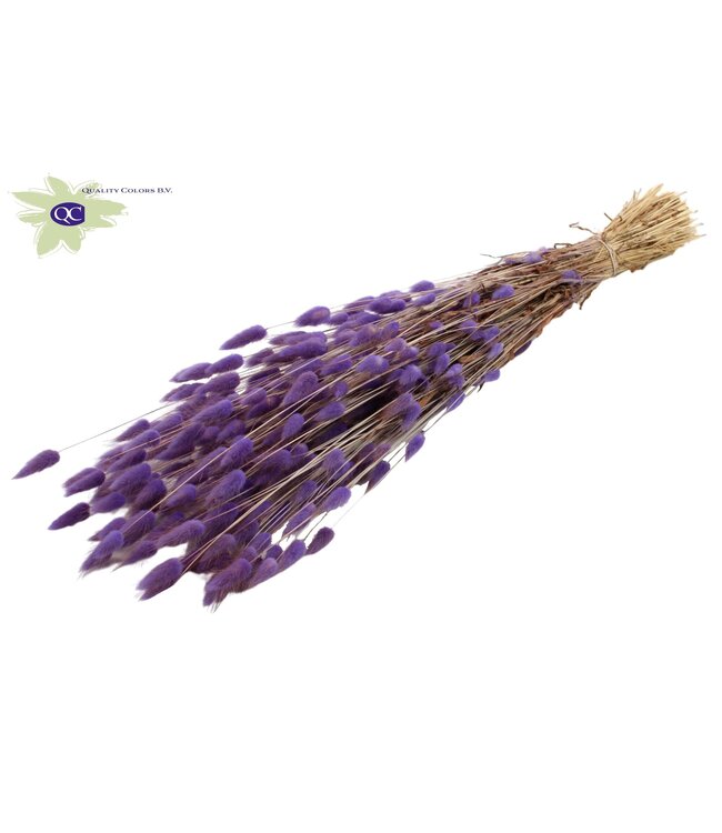 Lagurus dried flower milkweed | Length 60 centimetres | Order per 25 bunches