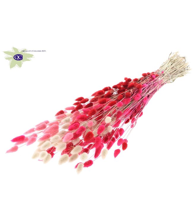 Lagurus dried flower Lady mixed colours | Order per 6 bunches