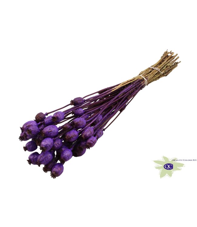 Dried Poppy Somniferum purple | Order per 6 bunches